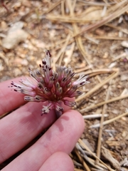 Allium burlewii