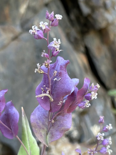Farnsworth's jewelflower (Streptanthus farnsworthianus)