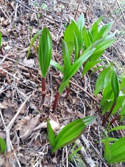 Allium ochotense