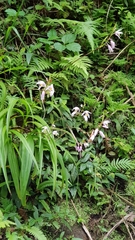 Bletilla formosana