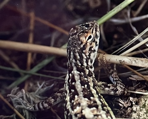 Lesser Earless Lizard, Holbrookia maculata
