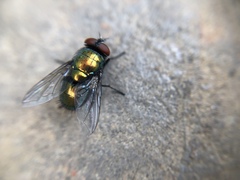 Diptera