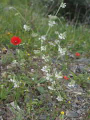 Silene dichotoma