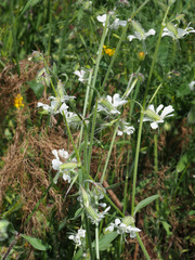 Silene dichotoma