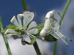 Silene dichotoma
