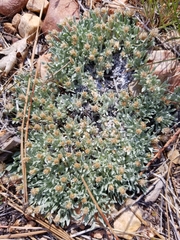 Antennaria dimorpha