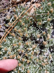 Antennaria dimorpha