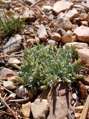 Antennaria dimorpha