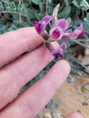 Astragalus leucolobus