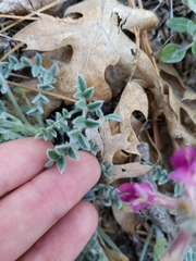 Astragalus leucolobus