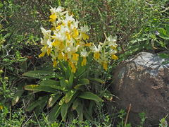 Orchis pauciflora