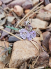 Phacelia exilis