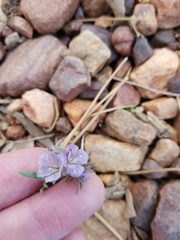 Phacelia exilis