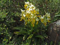 Orchis pauciflora