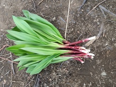 Allium ochotense