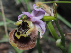 Ophrys fuciflora maxima