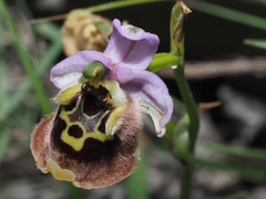 Ophrys fuciflora maxima