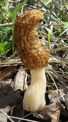Morchellaceae