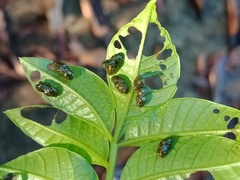 Podontia quatuordecimpunctata