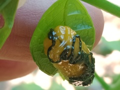 Podontia quatuordecimpunctata