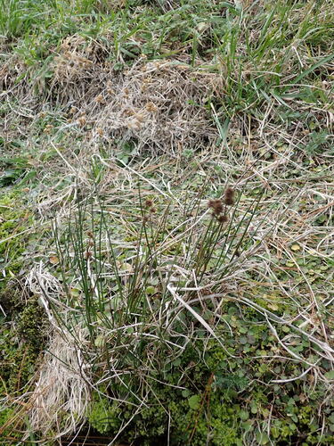 Juncus densiflorus (Juncus densiflorus)