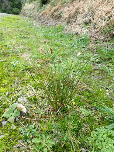 Juncus densiflorus, photograph 1