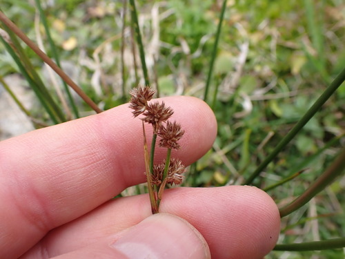 Juncus densiflorus, photograph 2