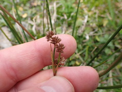 Juncus densiflorus, photograph (c) Leon Perrie, some rights reserved (CC BY)