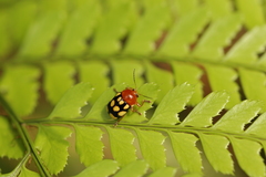 Cryptocephalus luteosignatus