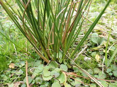 Juncus densiflorus, photograph (c) Leon Perrie, some rights reserved (CC BY)