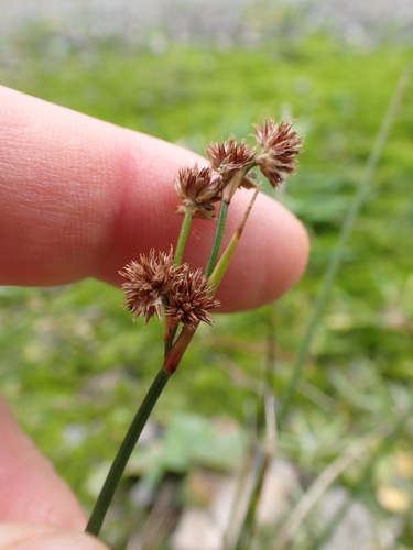 Juncus densiflorus, photograph 4