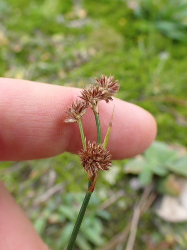 Juncus densiflorus, photograph 5