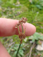 Juncus densiflorus, photograph (c) Leon Perrie, some rights reserved (CC BY)