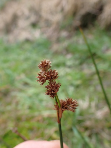 Juncus densiflorus, photograph 6