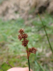 Juncus densiflorus, photograph (c) Leon Perrie, some rights reserved (CC BY)