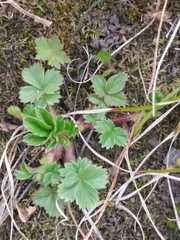 Potentilla stolonifera