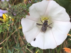 Diadasia bituberculata