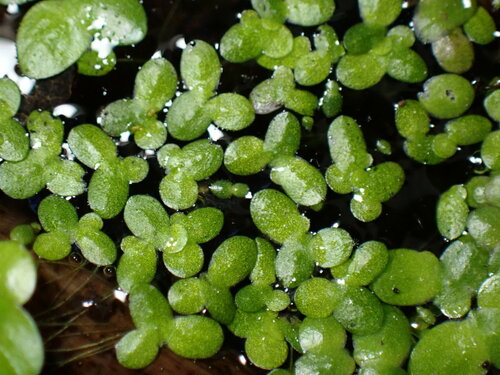 Image of Lemna valdiviana by (c) W Rao, some rights reserved (CC BY)