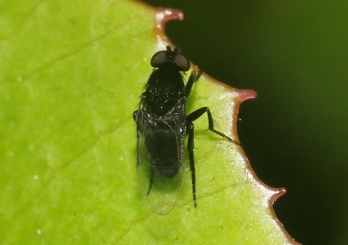 Phora occidentata