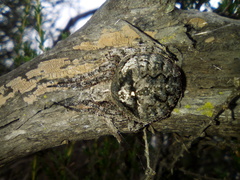 Araneus andrewsi