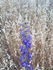 Delphinium hansenii