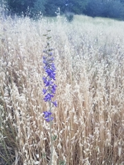 Delphinium hansenii