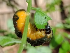 Podontia quatuordecimpunctata