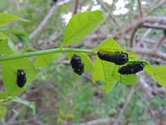 Podontia quatuordecimpunctata