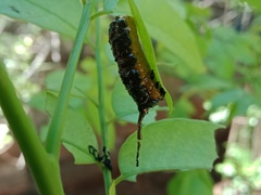 Podontia quatuordecimpunctata