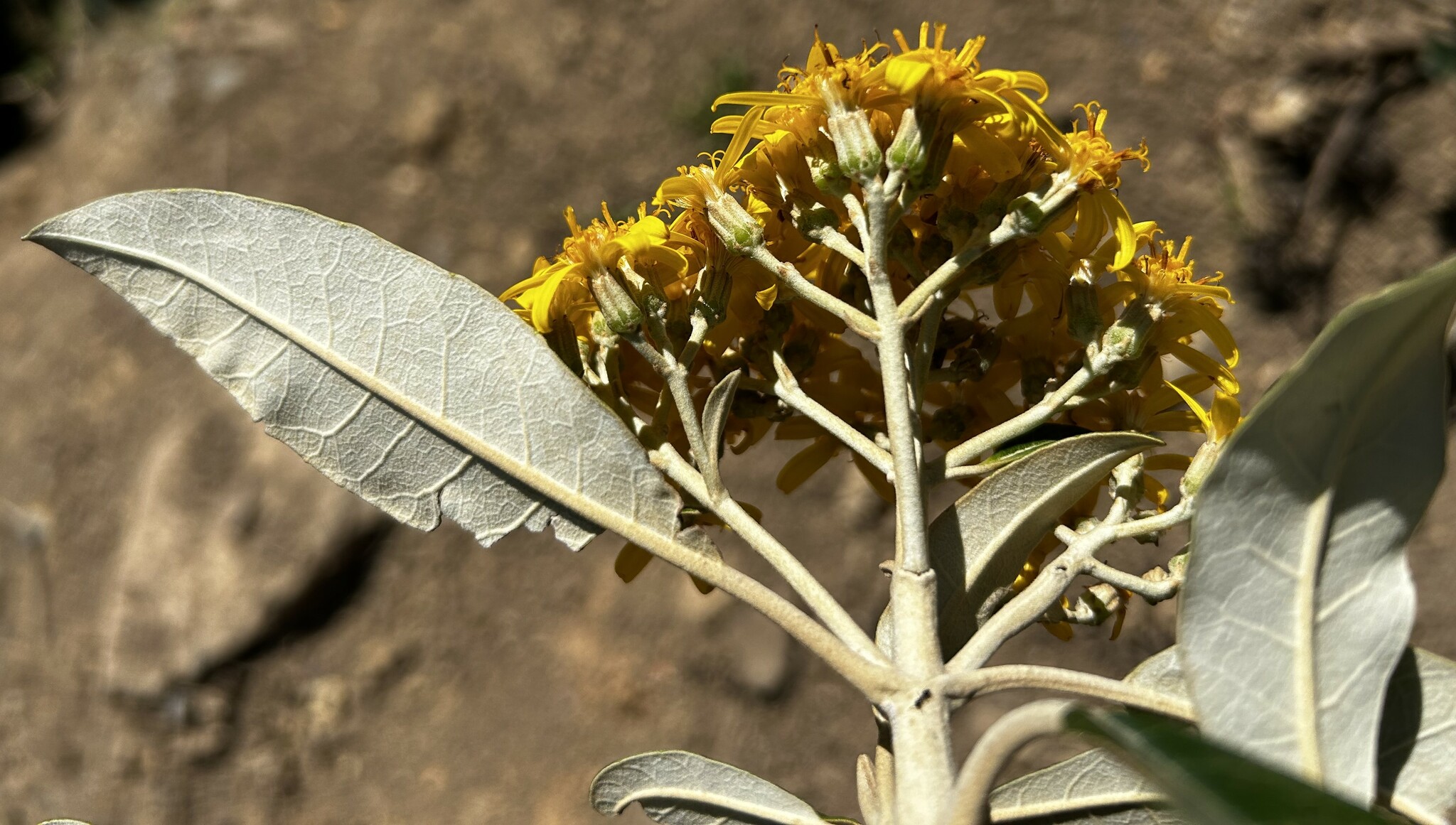 Gynoxys image
