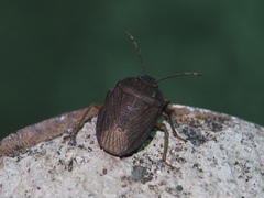 Caystrus obscurus