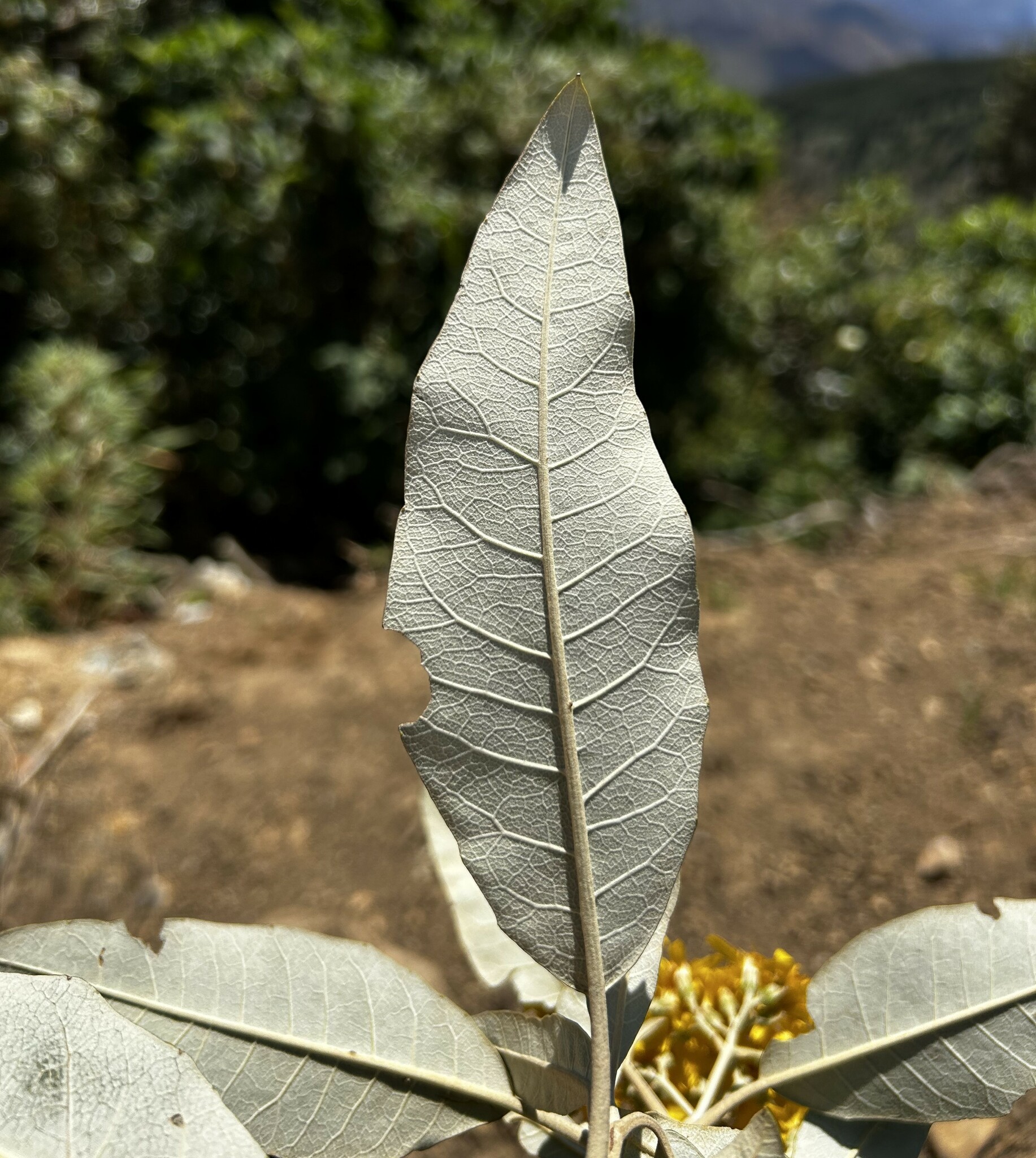 Gynoxys laurifolia image