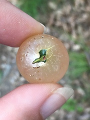 Amphibolips quercusracemaria