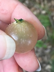 Amphibolips quercusracemaria